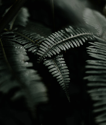 Nature, Leaves, Drops, Dark, Fern HD phone wallpaper