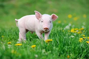 Baby Pig, animal, baby, Pig, bacon HD wallpaper