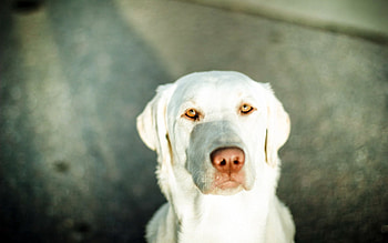 Animals, Light, Dog, Muzzle, Sadness, Sorrow HD wallpaper