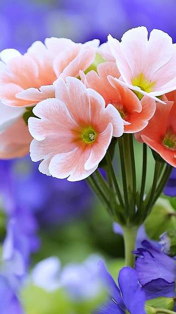 Flower, Beautiful Flowers HD phone wallpaper