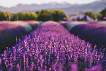 Lavender you can eat, B&B family farm, Sequim, Culinary herb HD wallpaper