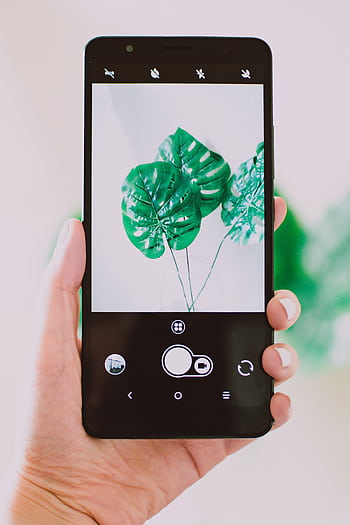A hand holds a smart displaying a monstera plant , blending nature and technology. HD phone wallpaper