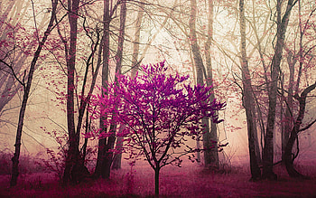 Spring Trees in the Mysterious Forest, North Carolina, landscape, colors, trees, blossoms, mist HD wallpaper
