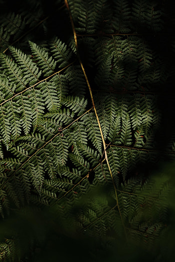 Nature, Leaves, Plant, Fern, Leaflet HD phone wallpaper
