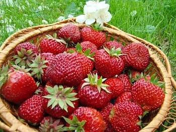 Plants, Fruits, Food, Strawberry, Berries HD wallpaper