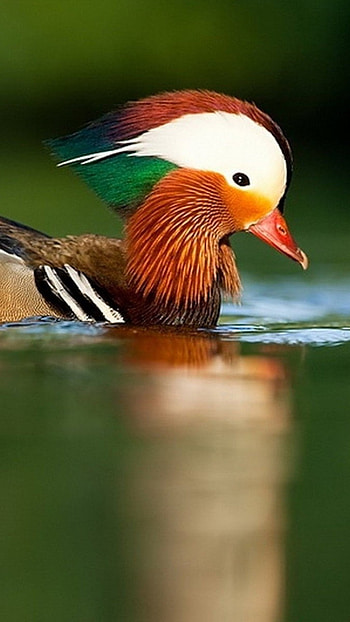 Mandarin Duck, East Palearctic, Duck HD phone wallpaper