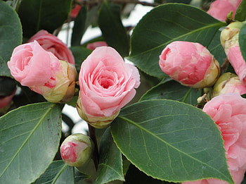 Flowers, Leaves, Close-Up, Buds, Camellia HD wallpaper