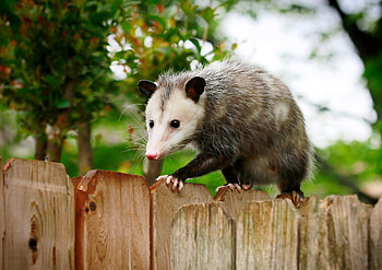 Opossums on the farm, Friend or foe debate, Agriculture challenges, Wildlife interactions HD wallpaper