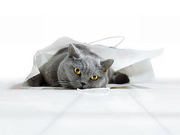 Cute Cat, cute, cat, beautiful HD wallpaper