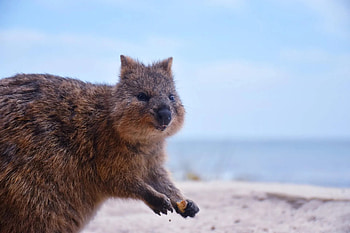 Mysterious quokka, Puzzling marsupial, Unraveling quok, Curious creature HD wallpaper
