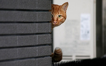 Animals, Cat, Wall, Hide, Peek Out, Look Out HD wallpaper