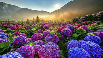 Hydrangea Field, Hydrangea HD wallpaper