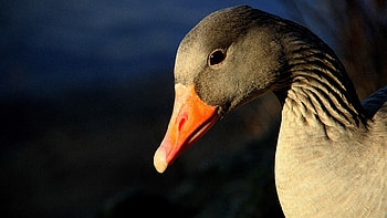 Greylag goose , Captivating , Stunning , Beauty in flight HD wallpaper