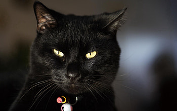 Animals, Dark, Cat, Muzzle, Eyes, Collar HD wallpaper
