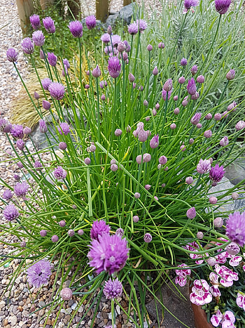 Magical food chives, John hunt publishing, Culinary herb, Food HD phone wallpaper