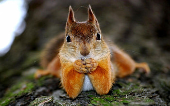 Animals, Squirrel, Sight, Opinion, Animal HD wallpaper
