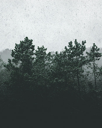 Nature, Trees, Fog, Snow Covered, Snowbound, Snowfall HD phone wallpaper