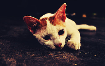 Animals, Cat, To Lie Down, Lie, Muzzle, Shadow, Sadness, Sorrow HD wallpaper