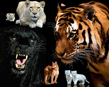 kitty collage, animal, pretty, cat, wild, collage HD wallpaper