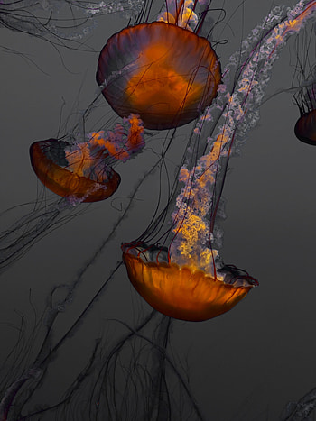 Animals, Jellyfish, Swimming, Ocean, Underwater World, Aquarium, Tentacles HD phone wallpaper