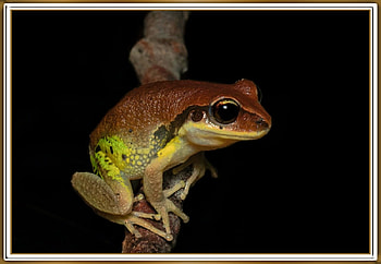 FRAMED FROG, NATURE, FROG, , FRAMED HD wallpaper