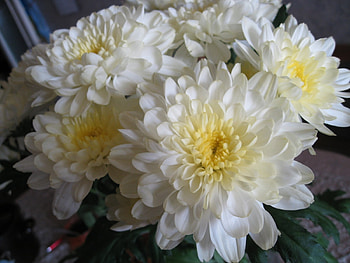 Plants, Flowers, Chrysanthemum HD wallpaper