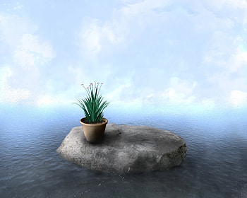 a flower in the pot, blue, sea, flower, greenclouds, rock HD wallpaper