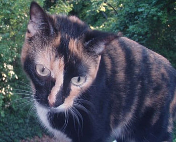 The Little Princess, cats, nature, beauty, colures HD wallpaper