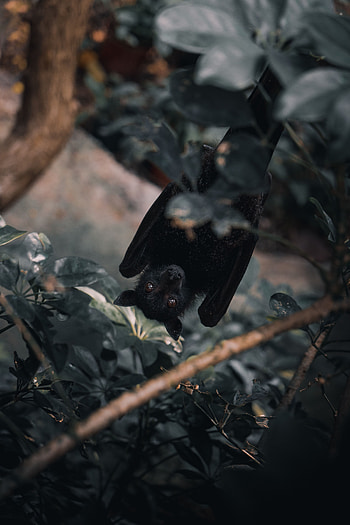 Animals, Branch, Hide, Peek Out, Look Out, Bat, Pipistrelle HD phone wallpaper