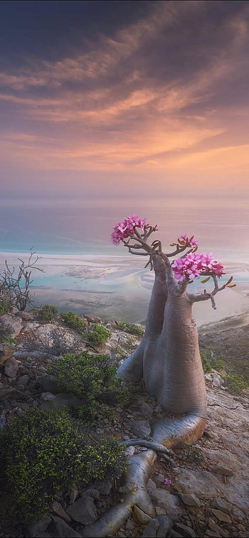 Dragon Blood Tree, Socotra Island, Yemen, Unique flora HD phone wallpaper