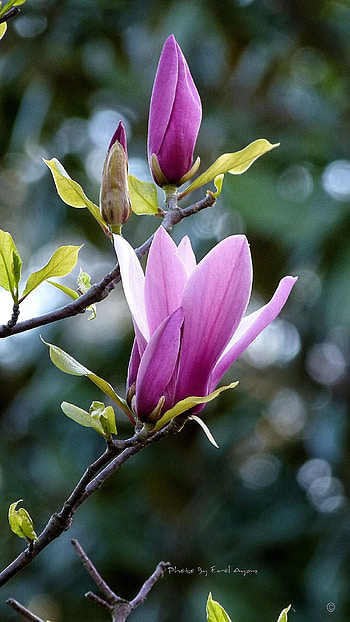 Ha senel, Magnolia flowers, Floral aesthetics, Nature HD phone wallpaper