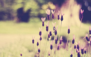 Flowers, Grass, Macro, Shine, Light, Polyana, Glade HD wallpaper
