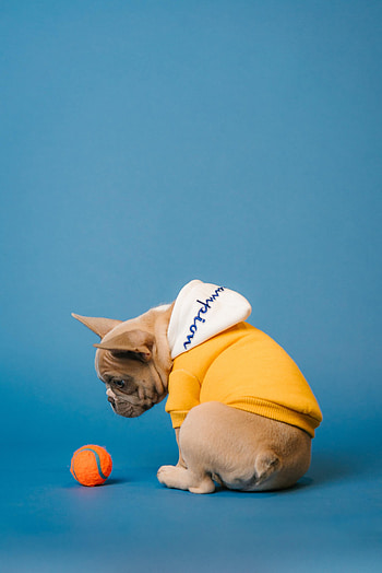 Animals, Dog, Pet, Ball, Pug HD phone wallpaper