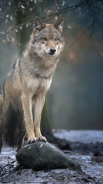 Wolf, Brown HD phone wallpaper