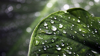 Background, Drops HD wallpaper