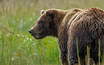 Animals, Grass, Muzzle, Wet, Bear HD wallpaper