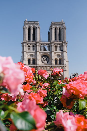 A vibrant view of Notre Dame Cathedral with pink roses in bloom during the day in Paris. HD phone wallpaper