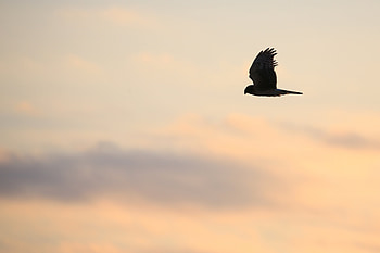 Animals, Sky, Bird, Predator, Flight, Harrier HD wallpaper