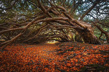 The Traquair Yews of Scotland, autumn, trees, nature, scotland HD wallpaper