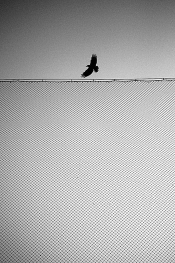 Miscellanea, Miscellaneous, Bird, Fence, Bw, Chb, Wings HD phone wallpaper