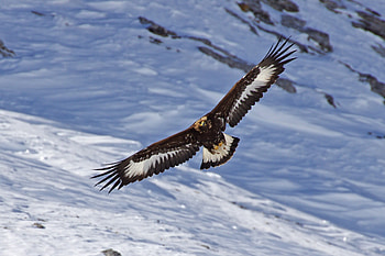 Golden Eagles in Their Element, Magnificent Birds, Nature's Mastery, Wildlife Wonders HD wallpaper