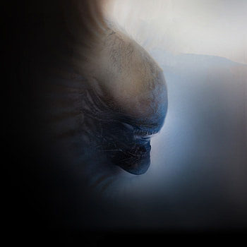 Alien, creature, muzzle, predator HD wallpaper