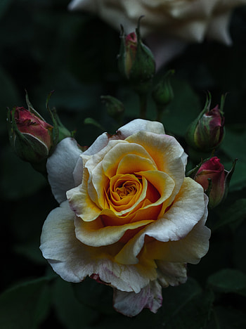Flowers, Bush, Flower, Rose Flower, Rose, Petals, Bud HD phone wallpaper
