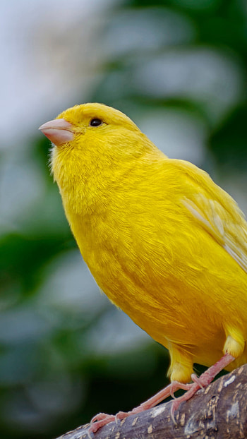 Canary, Adorable HD phone wallpaper