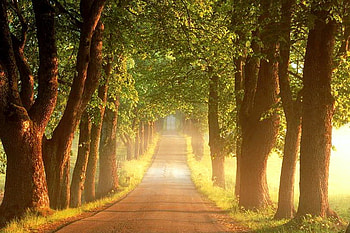 Come walk with me, summer, leaves, sunlight, trees, warm, walkway HD wallpaper