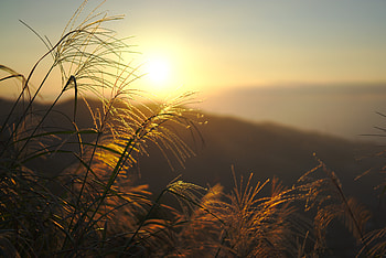 Plants, Nature, Sunset, Grass, Sun, Shine, Light HD wallpaper