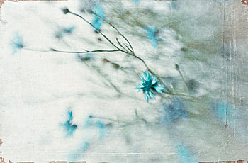 Blue, texture, flowers, flower HD wallpaper