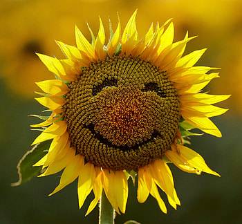 Sunflower, Happy HD wallpaper
