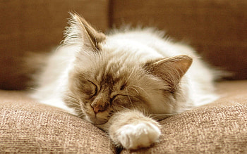 Animals, Cat, Fluffy, Muzzle, Sleep, Dream HD wallpaper