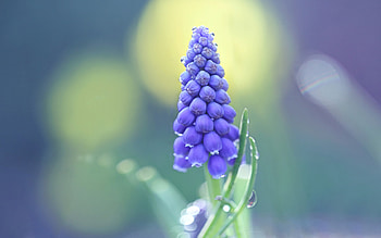 Muscari, purple flower, wildflowers, background with Muscari, purple wildflowers HD wallpaper